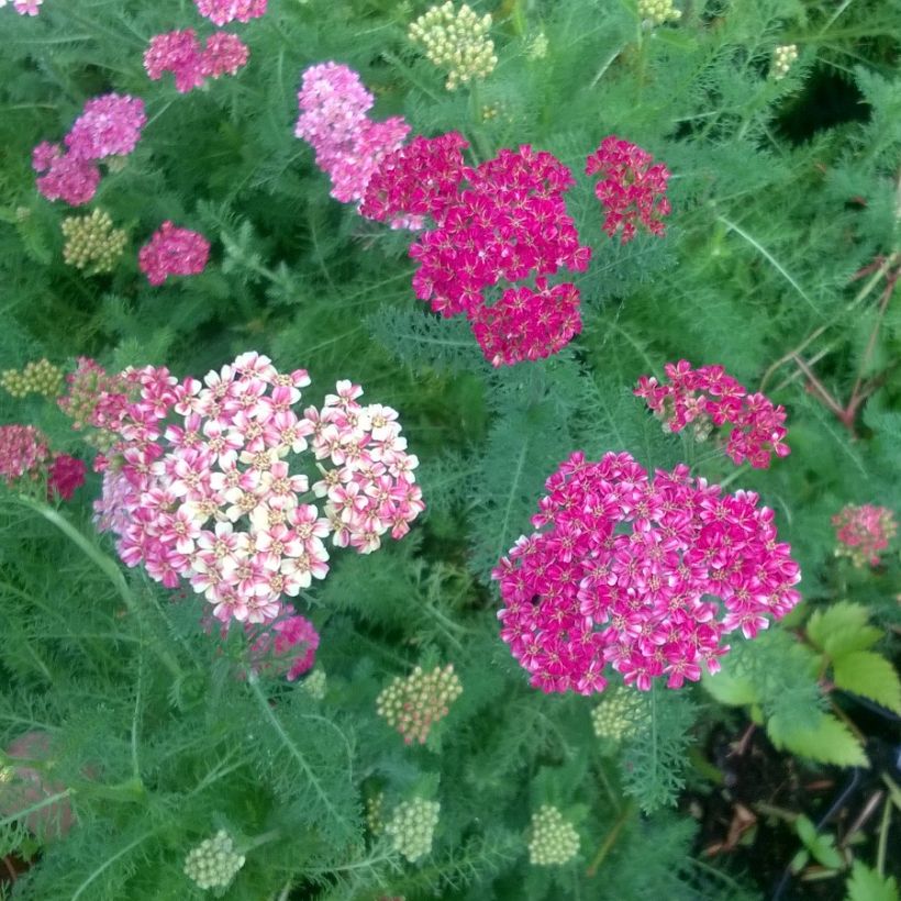 Achillea millefolium Desert Eve Deep Rose (Floração)