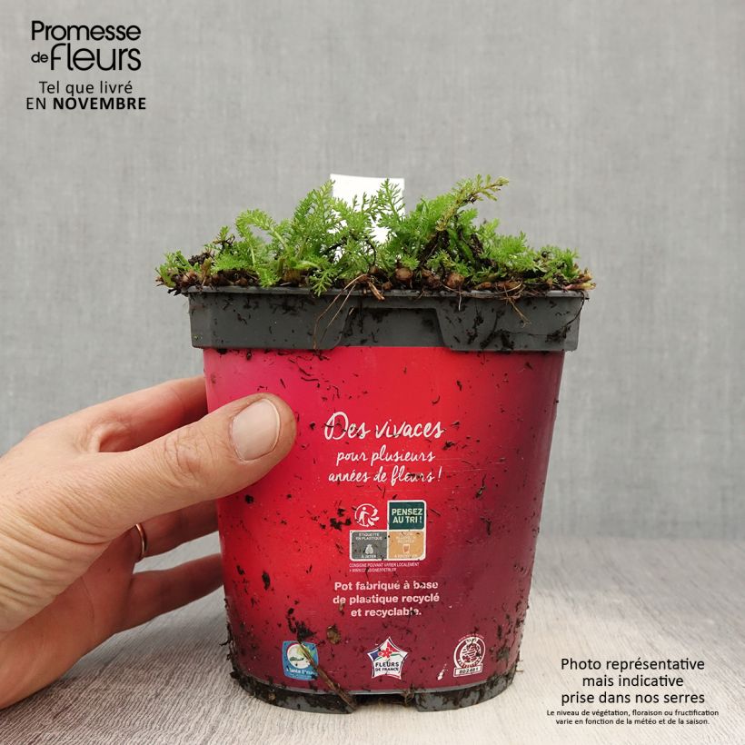 Amostra de Achillea millefolium Desert Eve Red Vaso de 2 L/3 L tal como entregue no outono