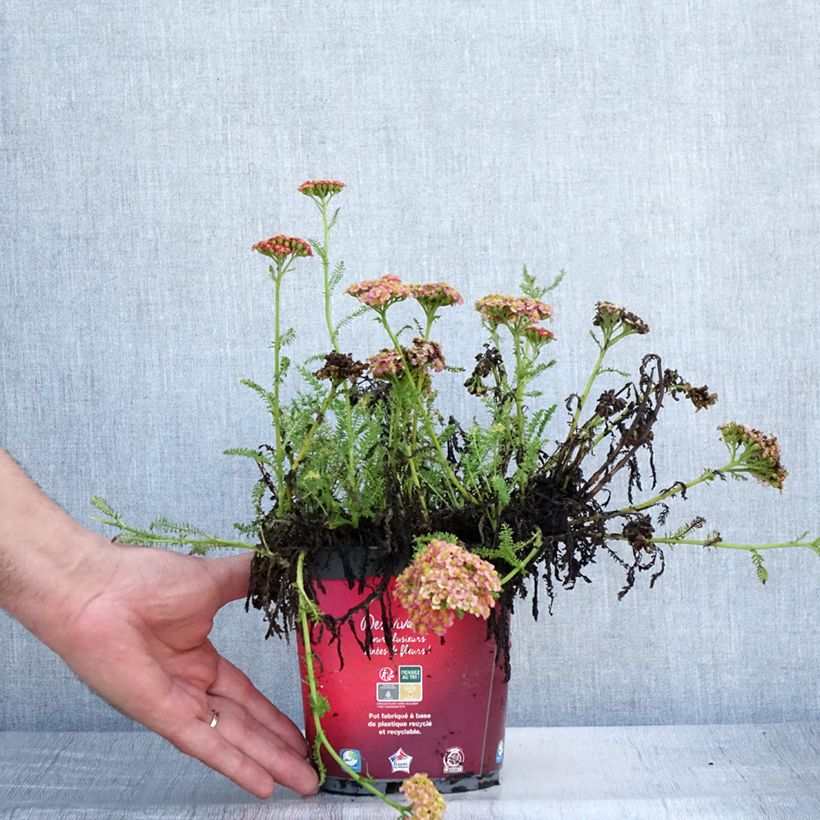Amostra de Achillea millefolium Desert Eve Red Vaso de 2 L/3 L tal como entregue no verão