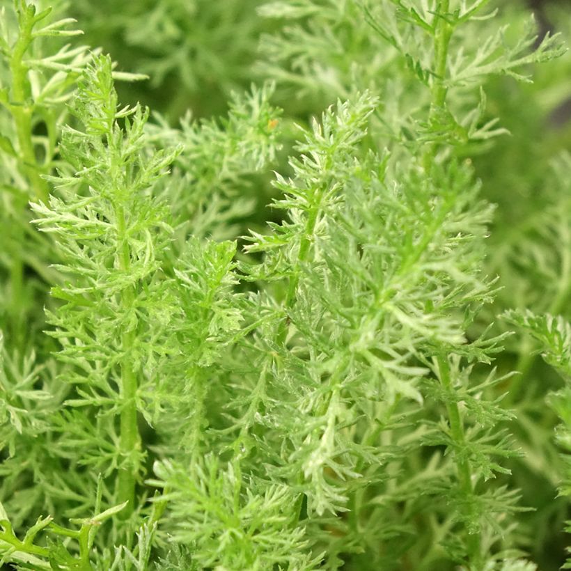 Achillea millefolium Desert Eve Terracotta (Folhagem)