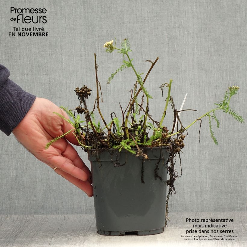 Amostra de Achillea millefolium Desert Eve Terracotta Vaso de 2 L/3 L tal como entregue no outono
