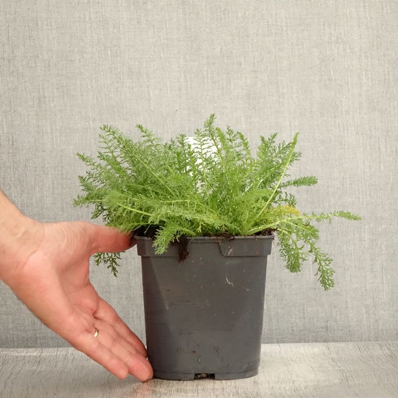 Amostra de Achillea millefolium Desert Eve Terracotta Vaso de 2 L/3 L tal como entregue no verão