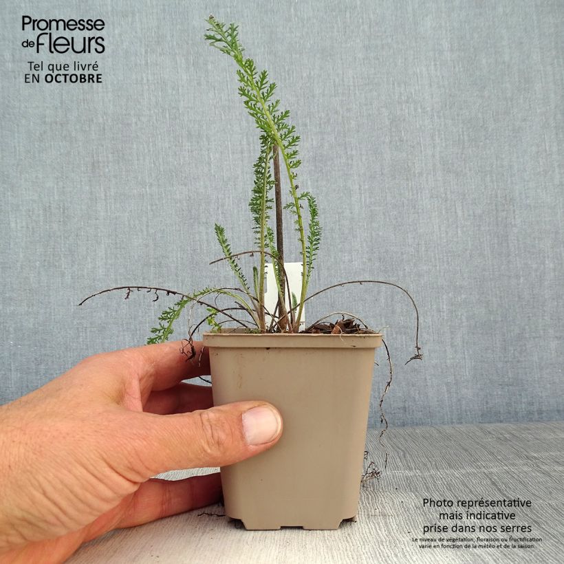 Amostra de Achillea filipendulina Helios Vaso de 8/9 cm tal como entregue no outono