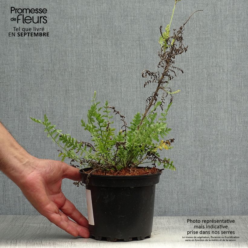 Amostra de Achillea filipendulina Cloth of Gold Vaso de 2 L/3 L tal como entregue no outono