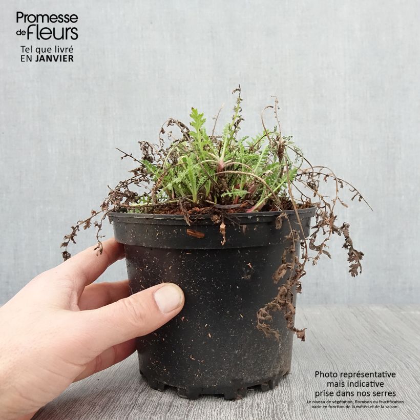 Amostra de Achillea filipendulina Cloth of Gold Vaso de 2 L/3 L tal como entregue no inverno