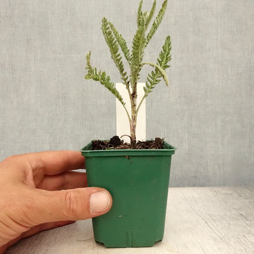 Amostra de Achillea millefolium Alabaster Vaso de 8/9 cm tal como entregue no verão