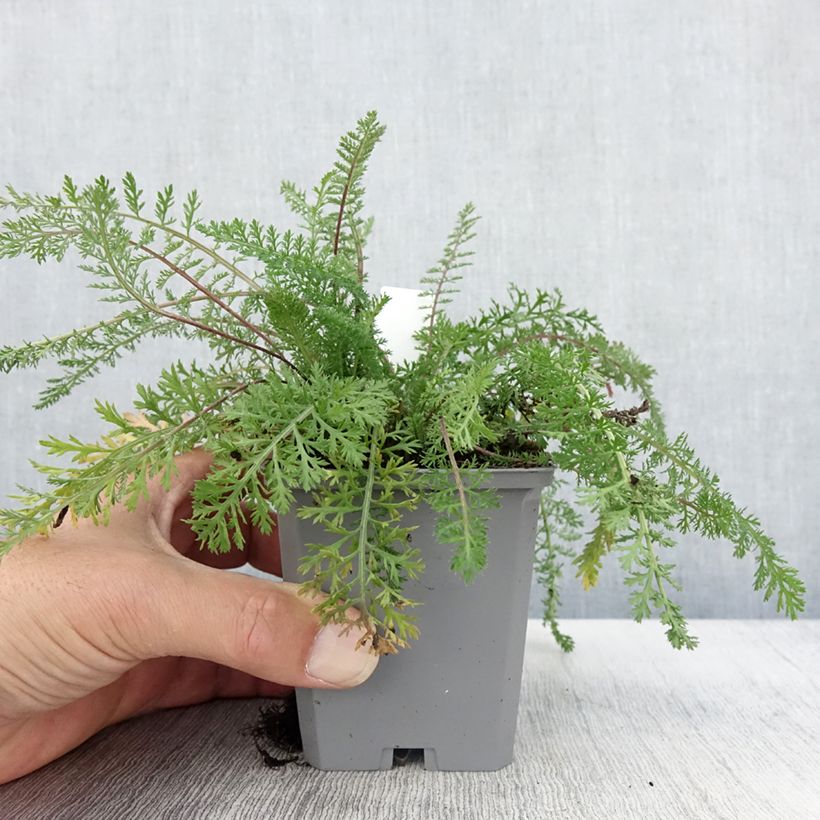 Amostra de Achillée millefeuille Cassis - Achillea millefolium Godet de 8/9 cm tal como entregue no outono