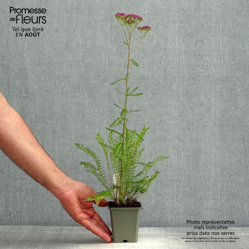 Amostra de Achillea millefolium Cassis Vaso de 8/9 cm tal como entregue no verão