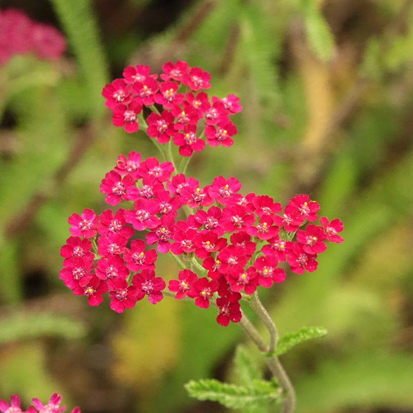 Achillea millefolium Cassis (Floração)