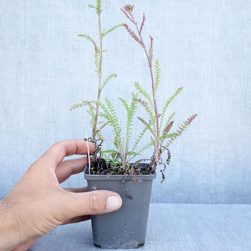 Amostra de Achillea millefolium Hannelore Pahl Vaso de 8/9 cm tal como entregue no verão
