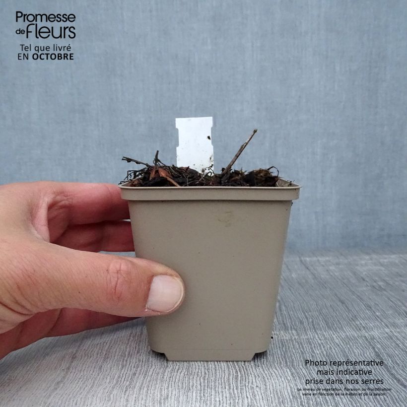 Amostra de Achillea millefolium Hannelore Pahl Vaso de 8/9 cm tal como entregue no outono