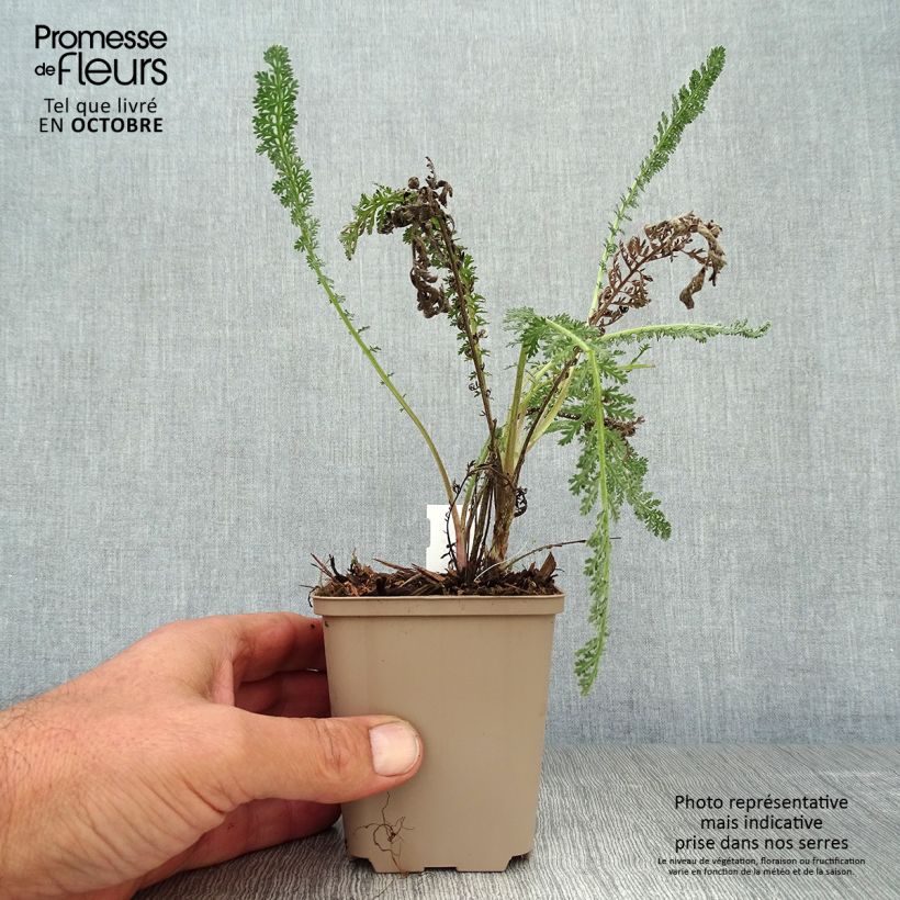 Amostra de Achillea millefolium Hymne Vaso de 8/9 cm tal como entregue no outono