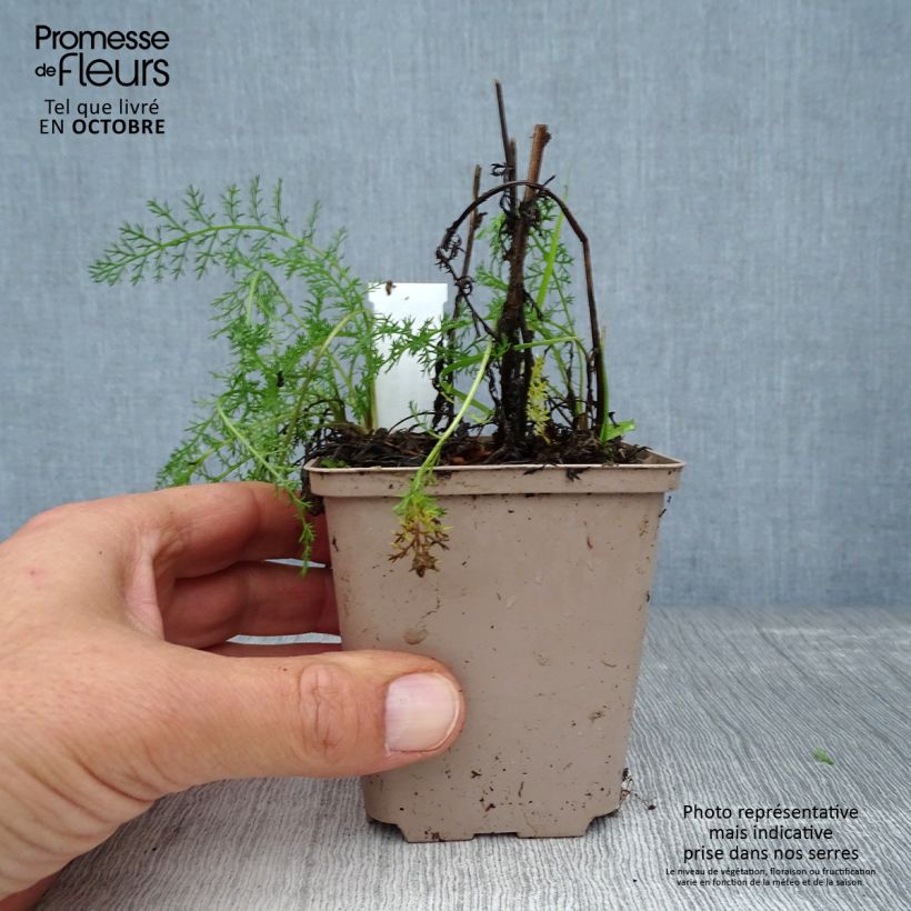 Amostra de Achillea millefolium Lachsschönheit Vaso de 8/9 cm tal como entregue no outono
