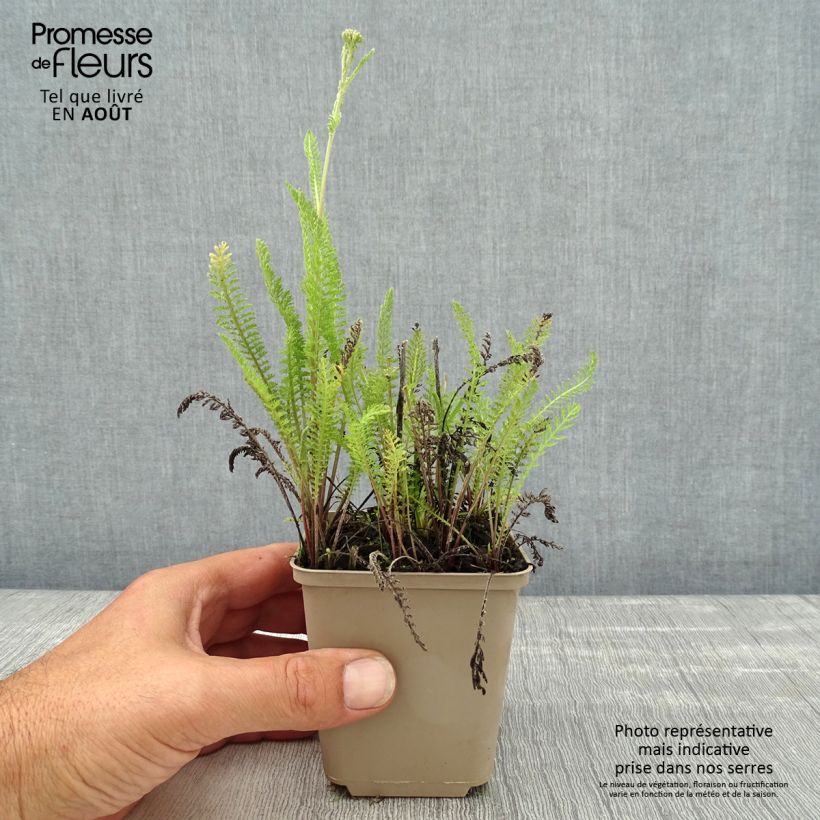 Amostra de Achillea millefolium Red Beauty Vaso de 8/9 cm tal como entregue no verão