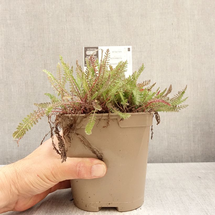 Amostra de Achillea millefolium Saucy Seduction Vaso de 2 L/3 L tal como entregue na primavera