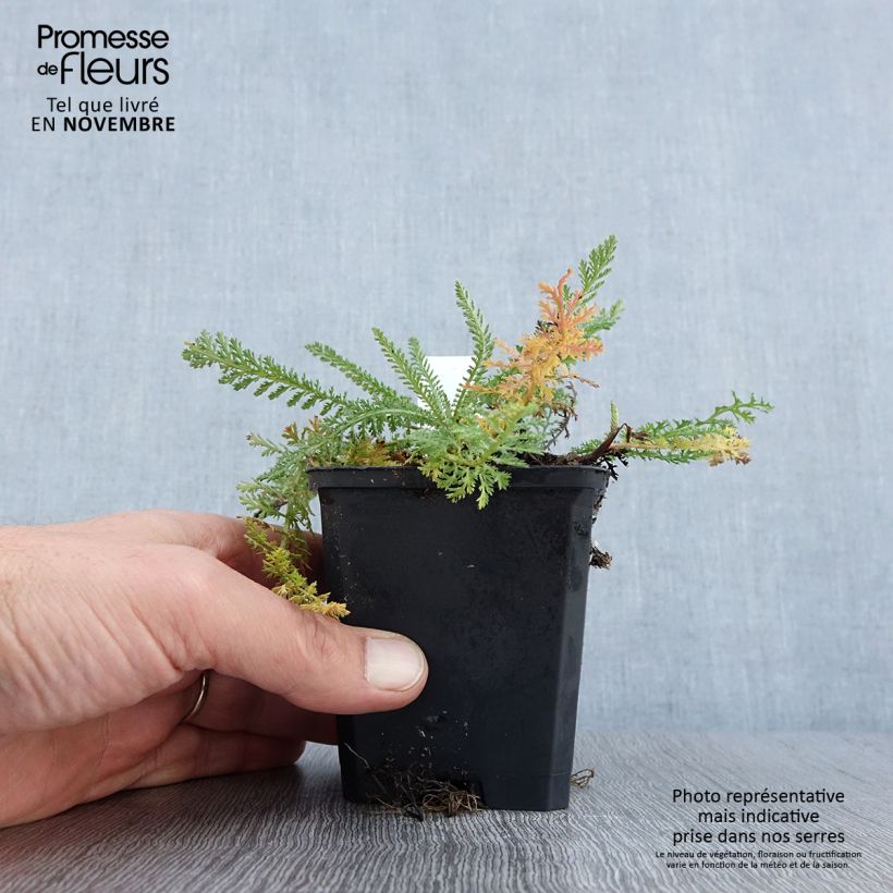Amostra de Achillea millefolium Schneetaler Vaso de 8/9 cm tal como entregue no outono