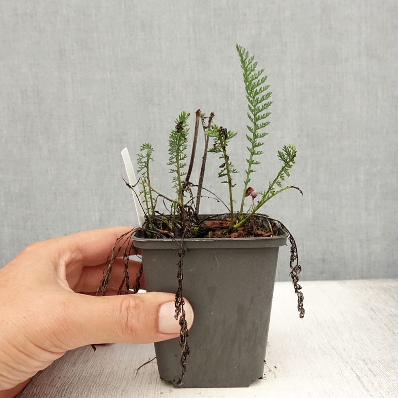 Amostra de Achillea millefolium Wesersandstein Vaso de 8/9 cm tal como entregue no verão