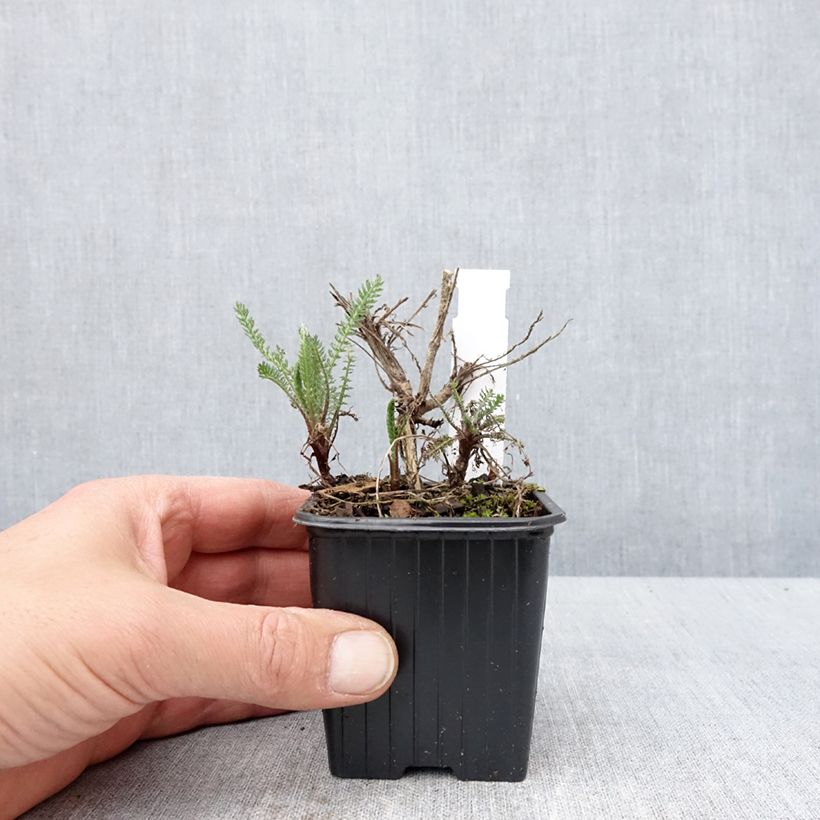 Amostra de Achillea millefolium Wesersandstein Vaso de 8/9 cm tal como entregue na primavera