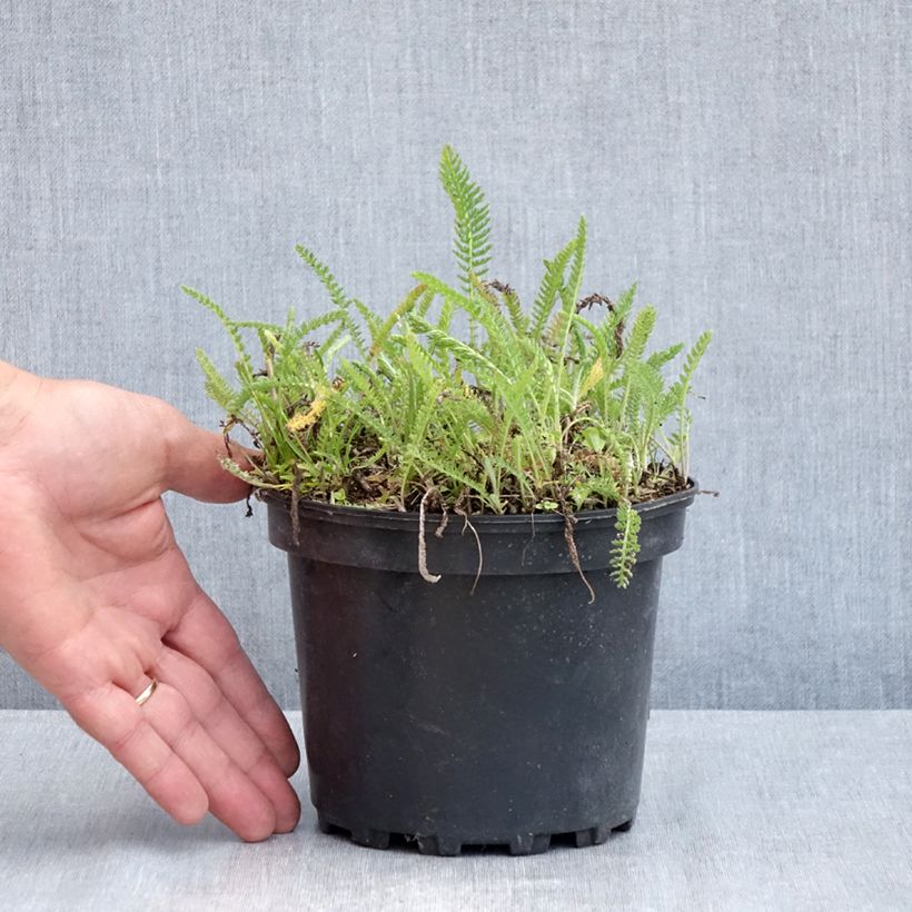 Amostra de Achillea millefolium White Beauty Vaso de 2 L/3 L tal como entregue na primavera