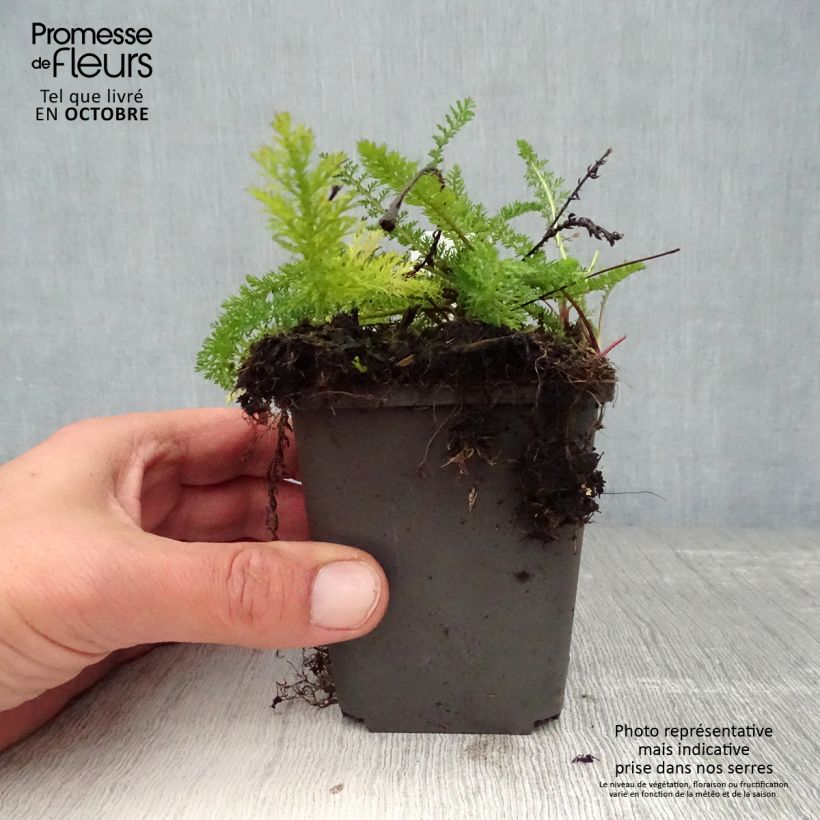Amostra de Achillea millefolium White Beauty Vaso de 8/9 cm tal como entregue no outono