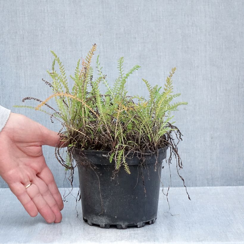 Amostra de Achillea millefolium White Beauty Vaso de 2 L/3 L tal como entregue no outono