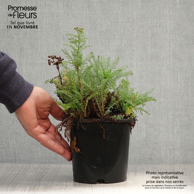 Amostra de Achillea millefolium Apricot Delight em sementes Vaso de 2 L/3 L tal como entregue no outono