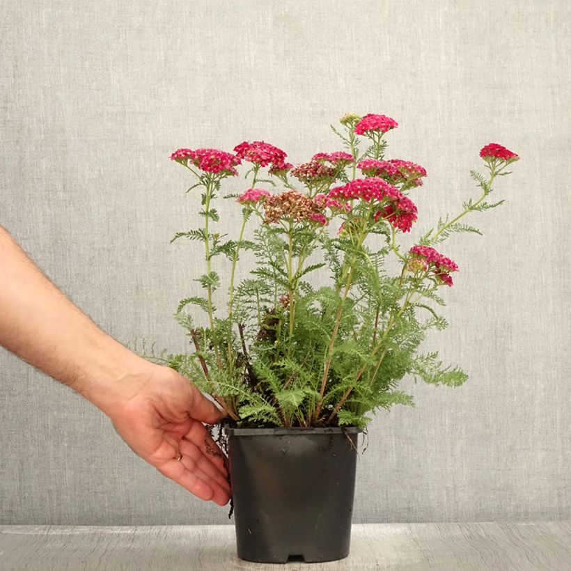 Amostra de Achillea millefolium Apricot Delight em sementes Vaso de 2 L/3 L tal como entregue no verão