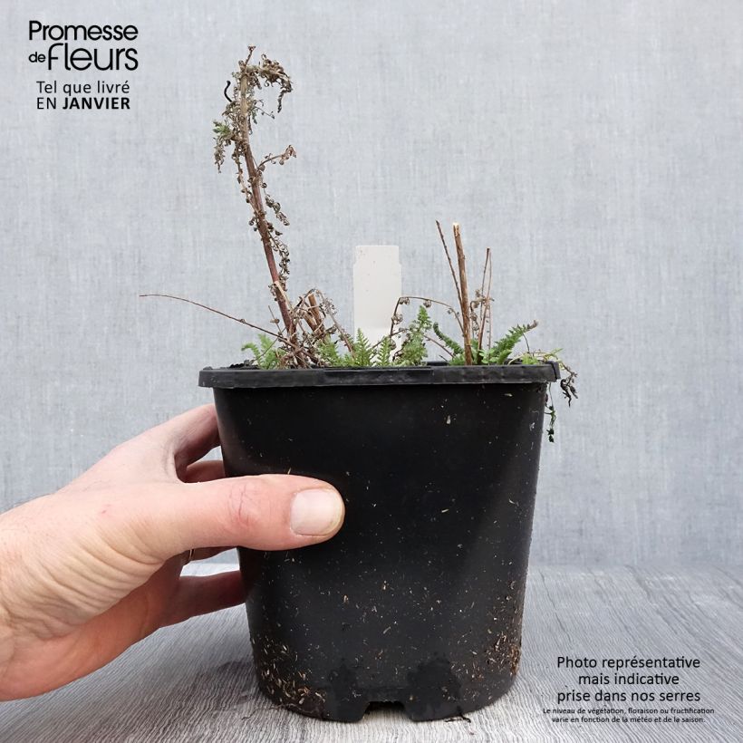 Amostra de Achillea millefolium Apricot Delight em sementes Vaso de 2 L/3 L tal como entregue no inverno