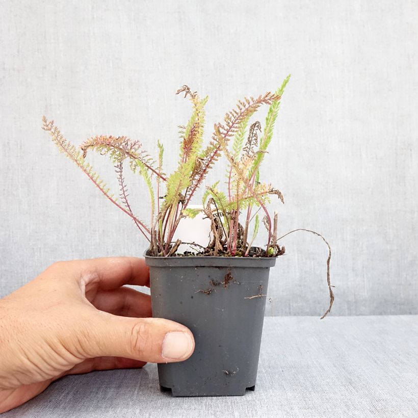 Amostra de Achillea millefolium Apfelblute Vaso de 8/9 cm tal como entregue no verão