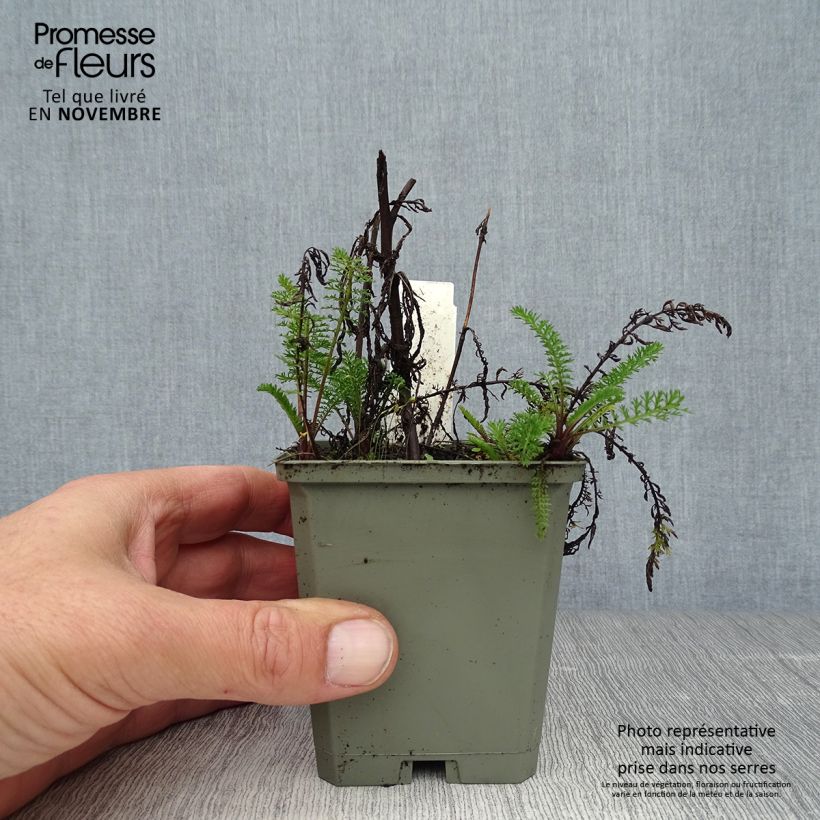 Amostra de Achillea millefolium Apfelblute Vaso de 8/9 cm tal como entregue no outono