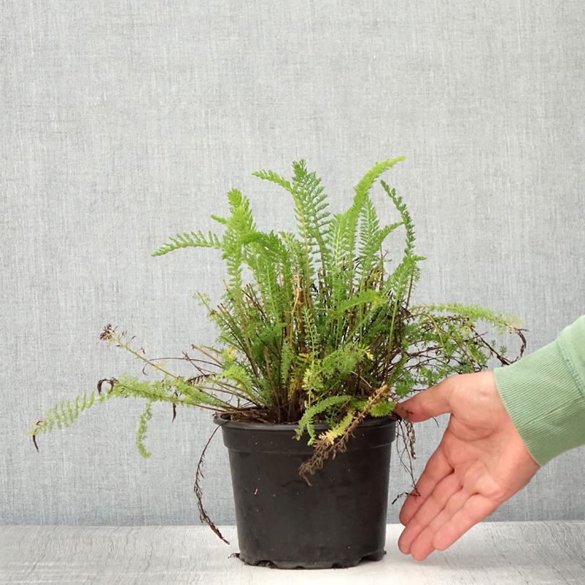 Amostra de Achillea millefolium Cerise Queen Vaso de 2 L/3 L tal como entregue no verão