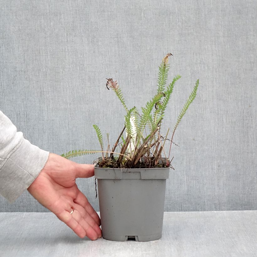 Amostra de Achillea millefolium Cerise Queen Vaso de 2 L/3 L tal como entregue no outono