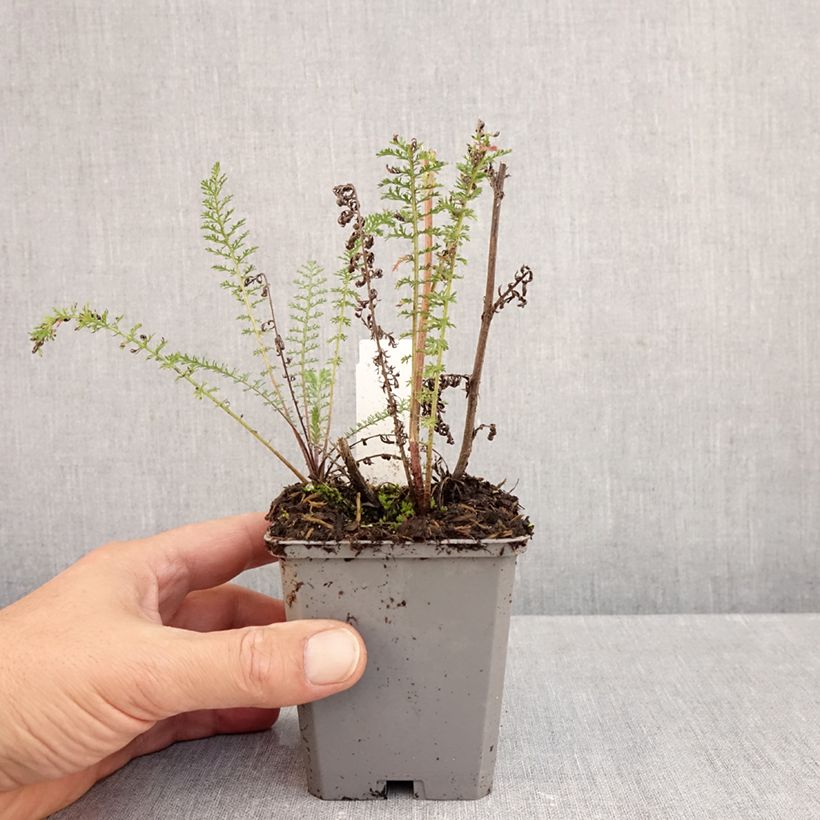 Amostra de Achillea millefolium Excel Vaso de 8/9 cm tal como entregue no outono