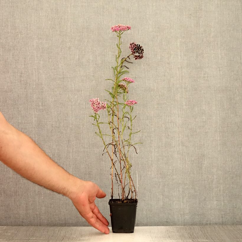 Amostra de Achillea millefolium Excel Vaso de 8/9 cm tal como entregue no verão