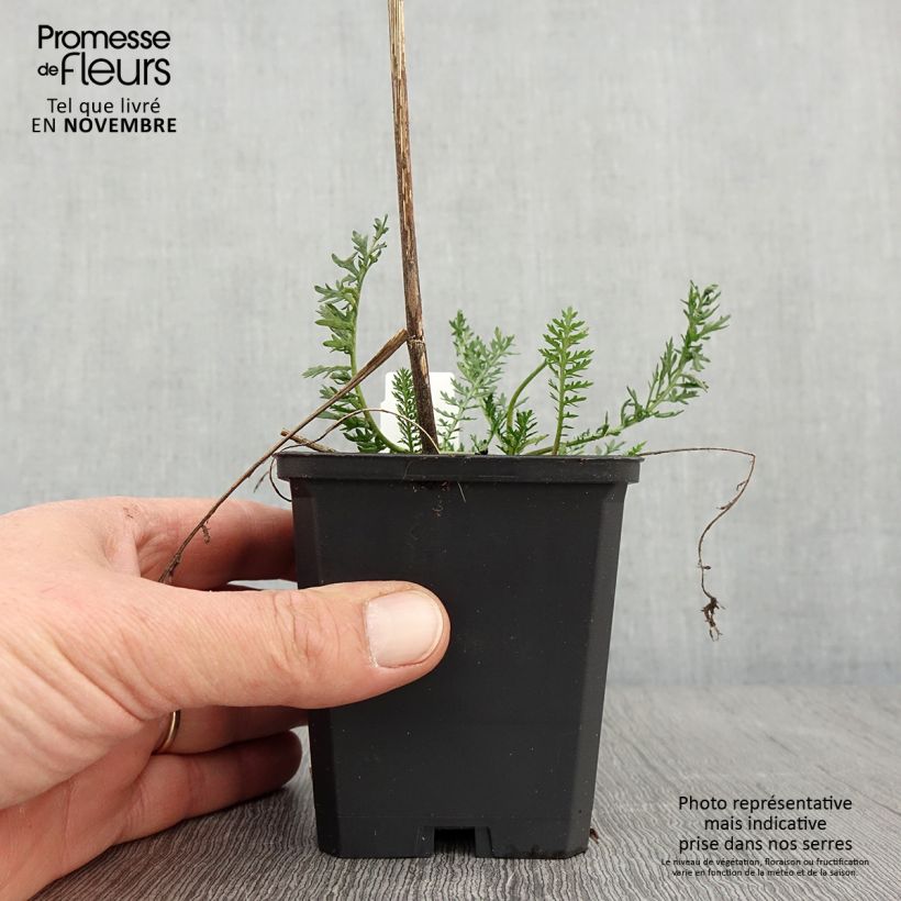 Amostra de Achillea millefolium Feuerland Vaso de 8/9 cm tal como entregue no outono