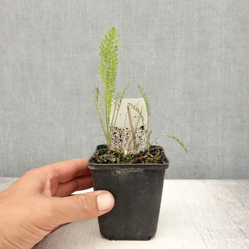 Amostra de Achillea millefolium Feuerland Vaso de 8/9 cm tal como entregue no verão