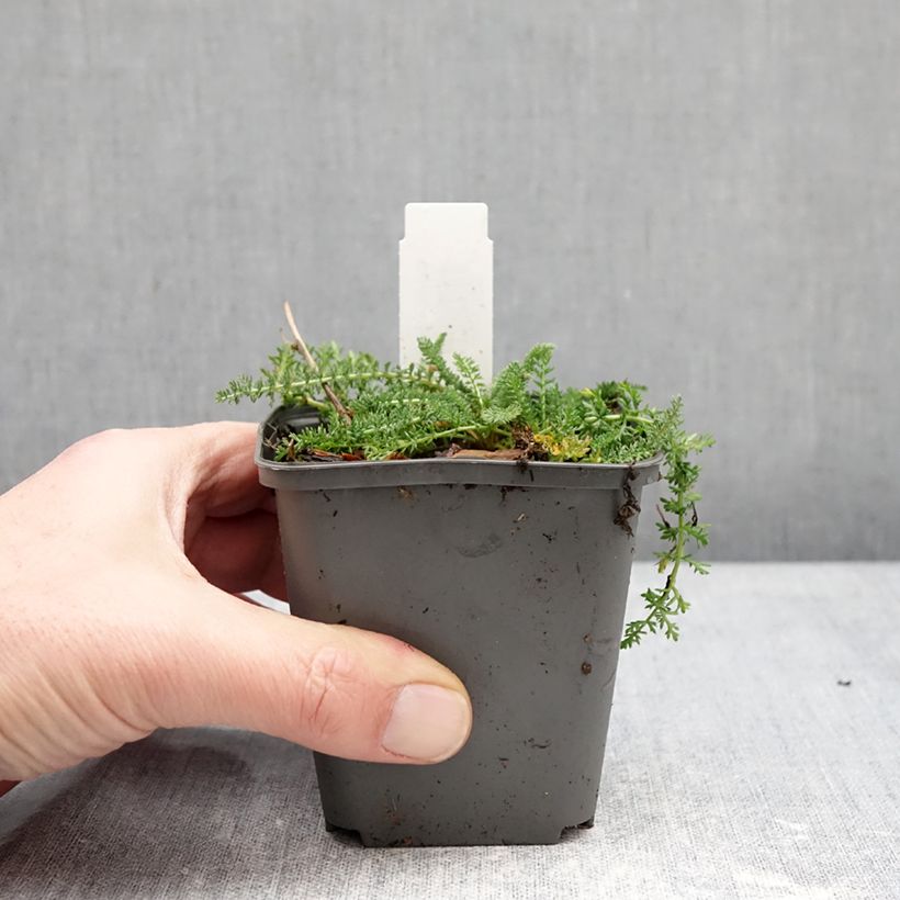 Amostra de Achillea millefolium Hella Glashoff Vaso de 8/9 cm tal como entregue no inverno