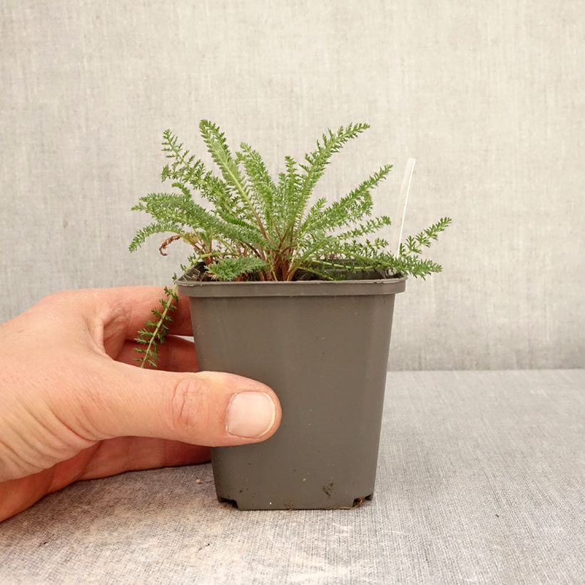 Amostra de Achillea millefolium Hella Glashoff Vaso de 8/9 cm tal como entregue na primavera