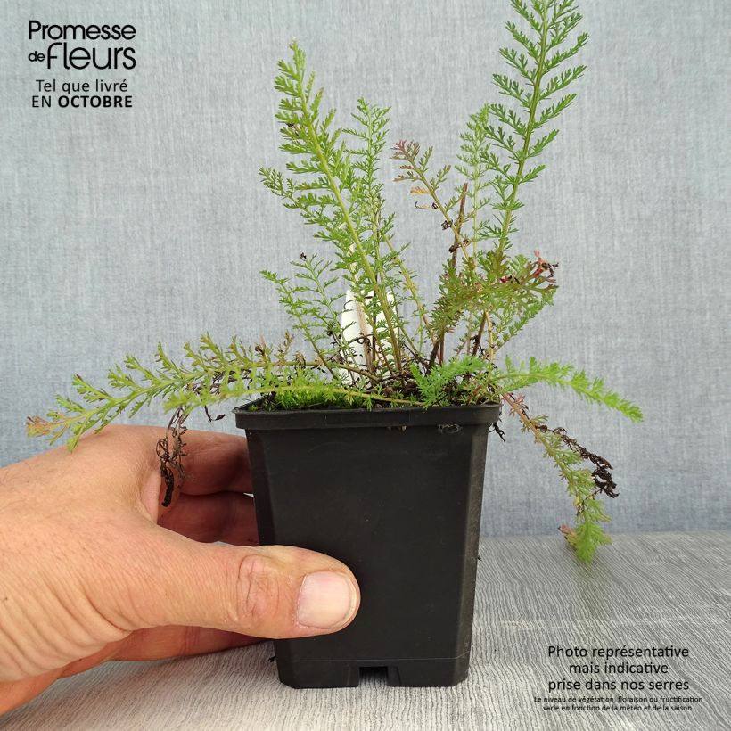 Amostra de Achillea millefolium Lilac Beauty Vaso de 8/9 cm tal como entregue no outono