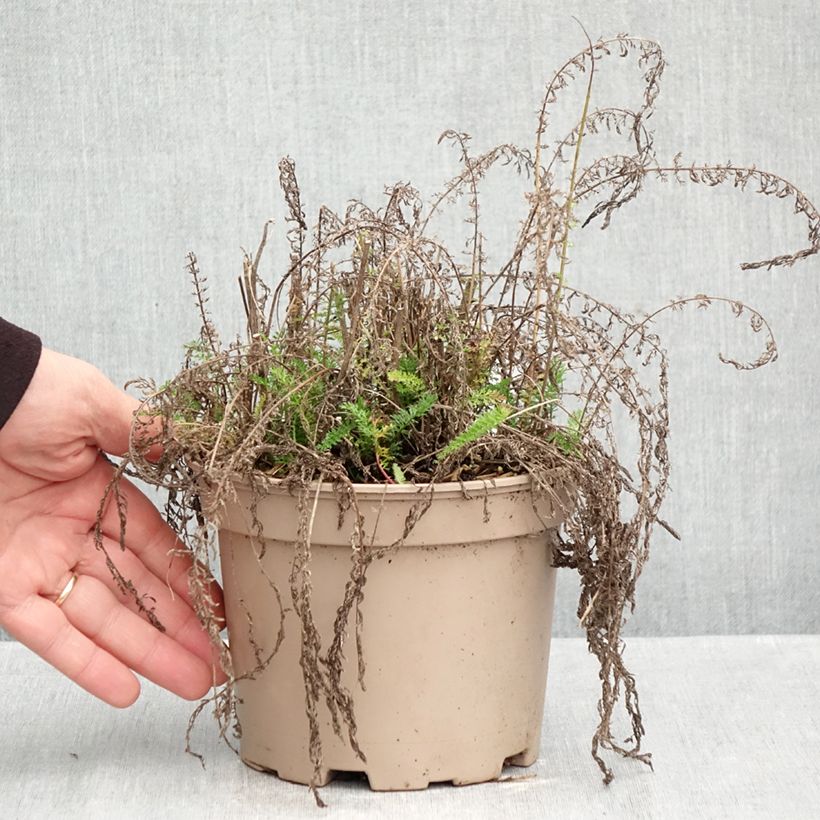 Amostra de Achillea millefolium Lilac Beauty Vaso de 2 L/3 L tal como entregue no outono