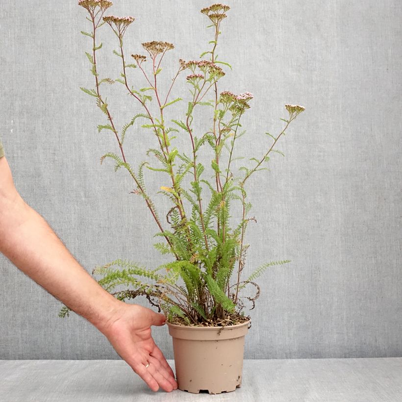 Amostra de Achillea millefolium Lilac Beauty Vaso de 2 L/3 L tal como entregue no verão