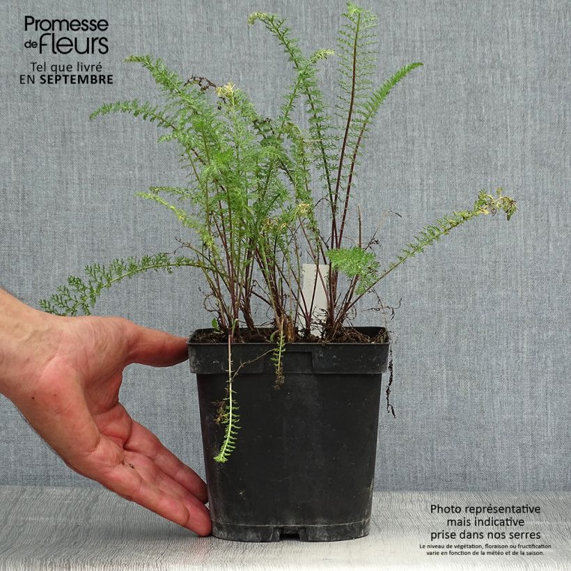 Amostra de Achillea millefolium Paprika Vaso de 2 L/3 L tal como entregue no outono