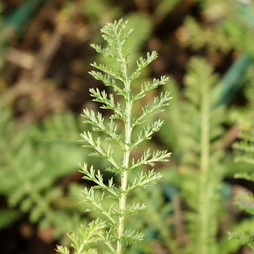 Achillea millefolium Peachy Seduction (Folhagem)