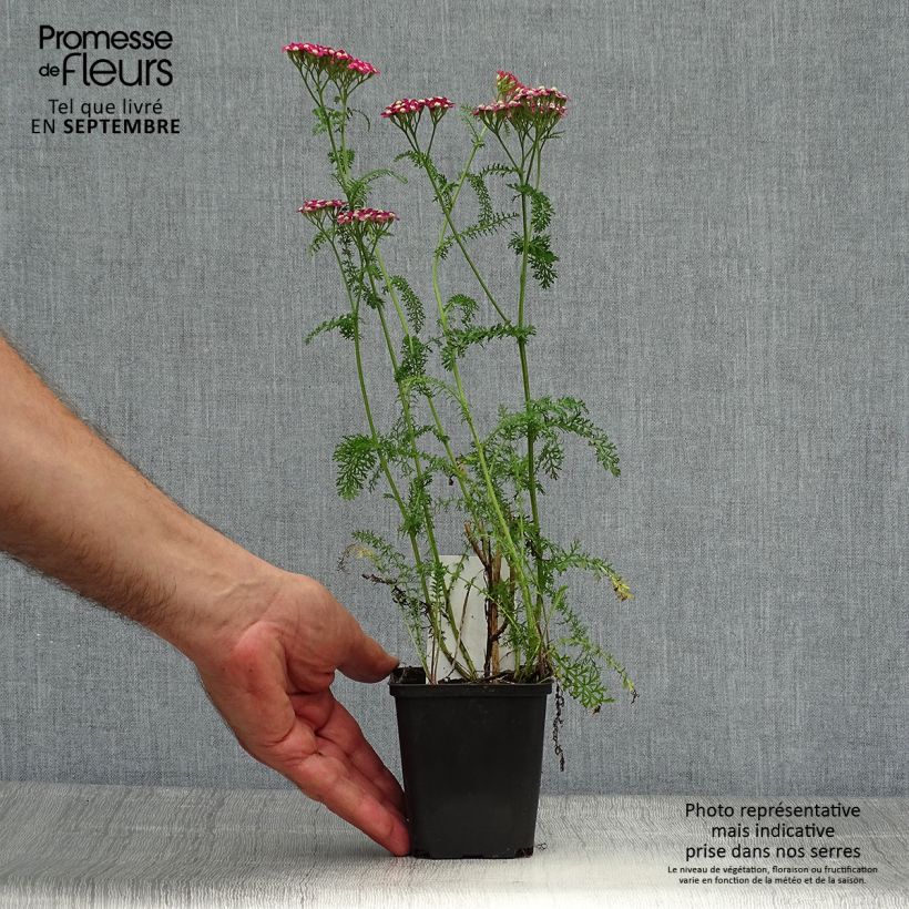 Amostra de Achillea millefolium Petra Vaso de 8/9 cm tal como entregue no outono