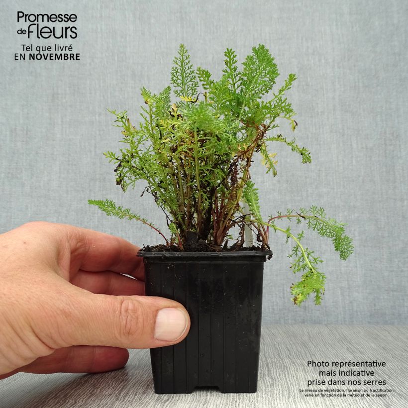 Amostra de Achillea millefolium Pomegranate Vaso de 7/8 cm tal como entregue no outono
