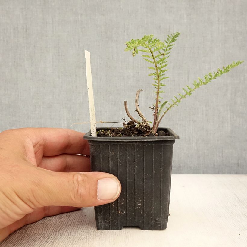 Amostra de Achillea millefolium Pomegranate Vaso de 7/8 cm tal como entregue no verão