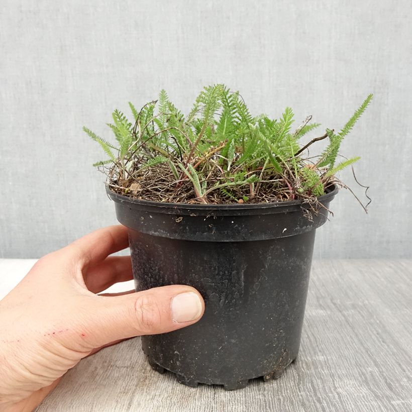 Amostra de Achillea millefolium Summer Pastels Vaso de 2 L/3 L tal como entregue na primavera