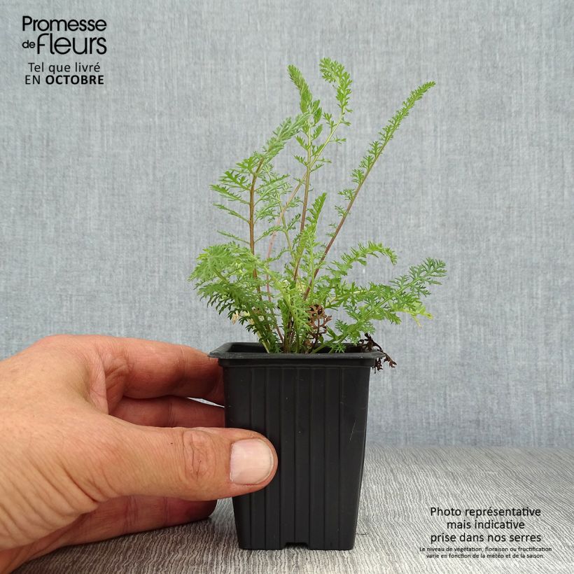 Amostra de Achillea millefolium Summer Pastels Vaso de 7/8 cm tal como entregue no outono