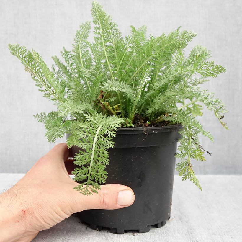Amostra de Achillea millefolium Summer Pastels Vaso de 2 L/3 L tal como entregue no outono