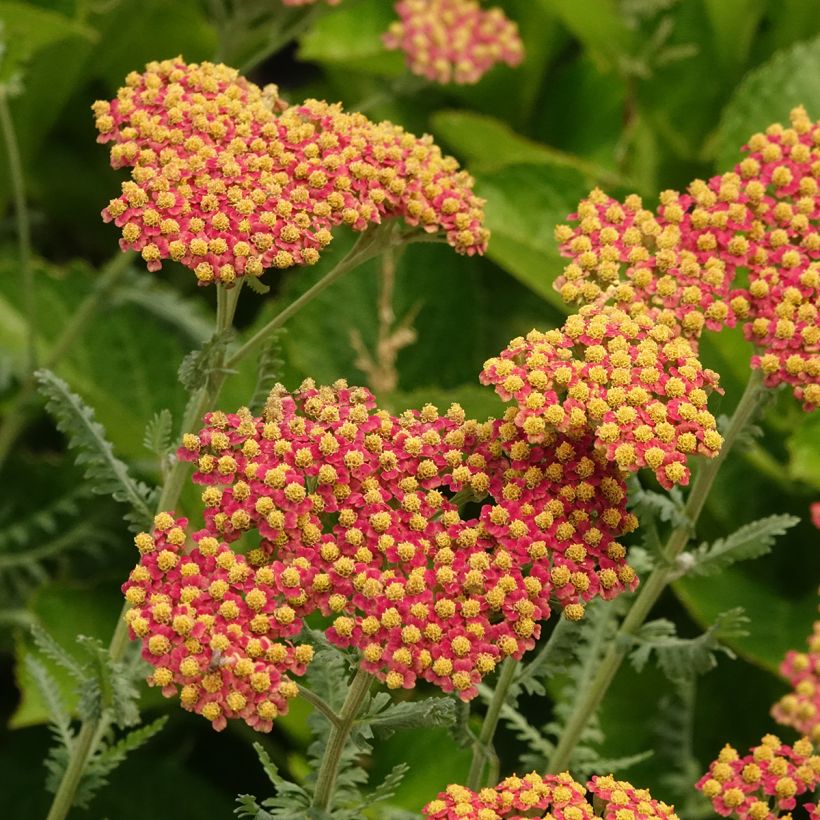 Achillea millefolium Terracotta (Floração)